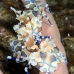 shrimp_harlequin_rr_sur_v_0668_tha2162.jpg